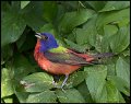 _7SB2986 painted bunting